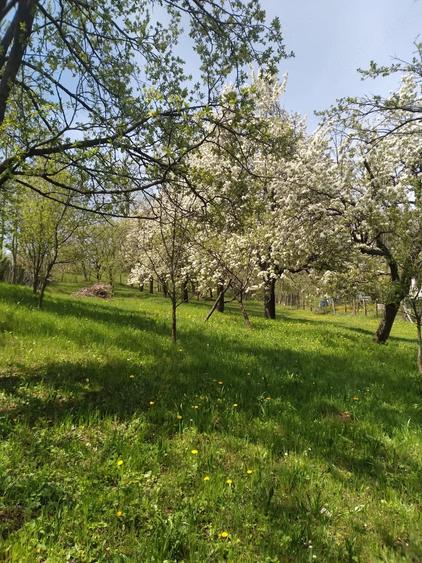 Teren de 2500 mp, în Pietriceaua