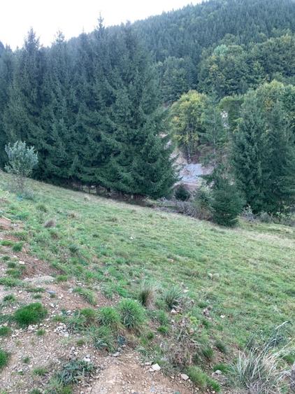 Teren de vânzare extravilan 5000 mp satul Glod Maramureș  - 14
