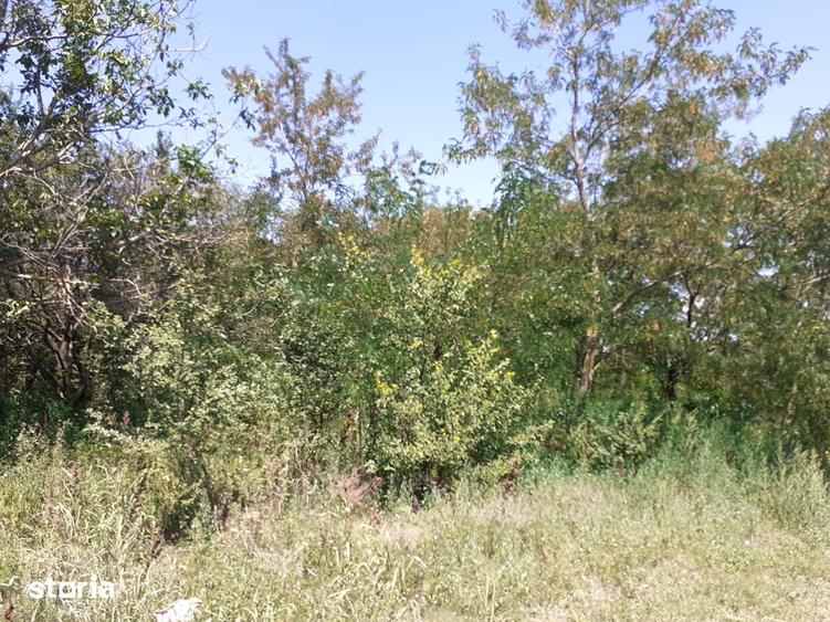 Teren de 8700 mp, în Belciugatele