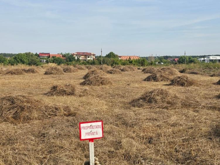 Teren agricol intravilan de 5145 mp, în Mogoșoaia