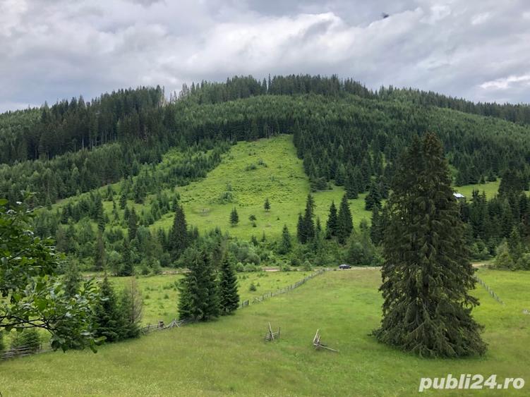 Teren de 6000 mp, în Panaci