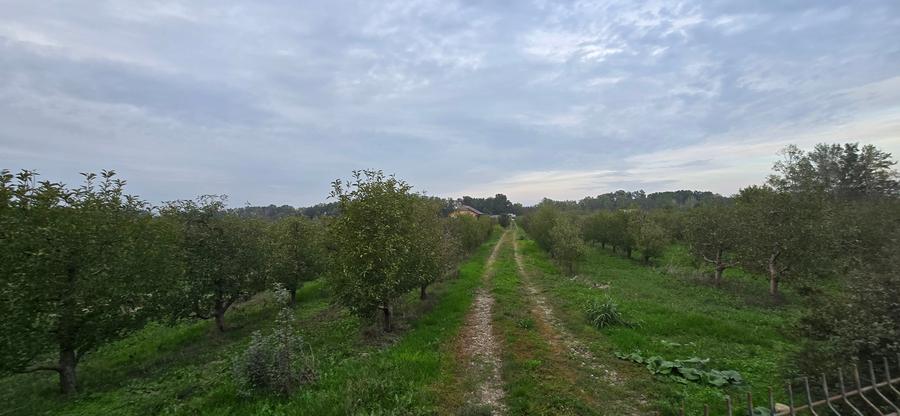 Teren agricol extravilan de 18000 mp, în Boțârlău