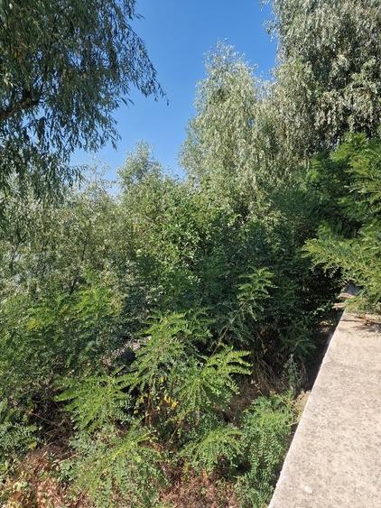 Teren Construcții intravilan de 5100 mp, în Pătlăgeanca