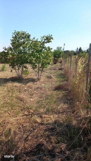 Teren intravilan Buftea - Manastirea, 877mp, aproape lac, 0% comision - 11