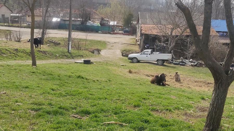Teren de 2800 mp, în Racovițeni