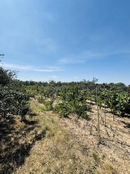 Casă cu Teren 2875 Mp în Chișirid