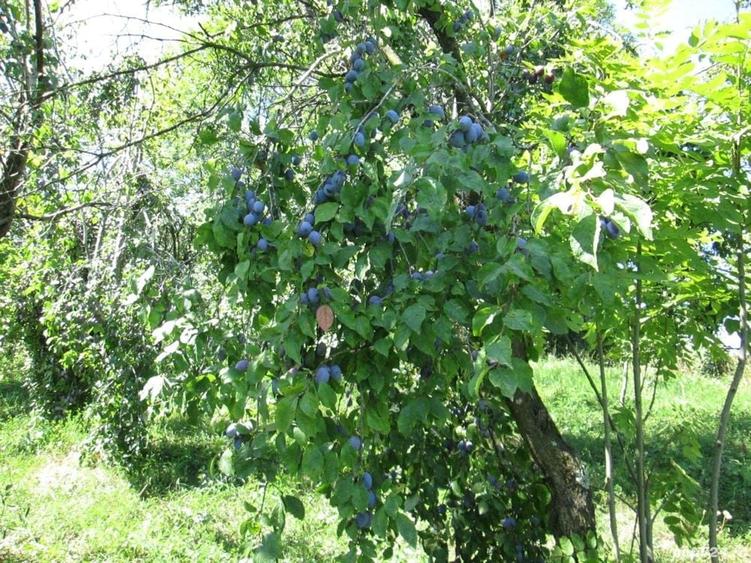 Teren de 4000 mp, în Drăgăneasa