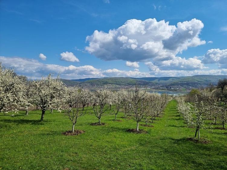 Teren Construcții intravilan de 8532 mp, în Valea lui Enache
