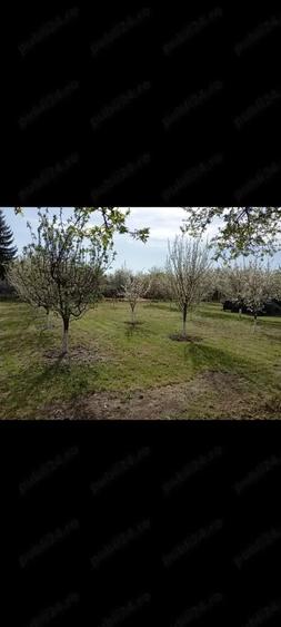Teren de 560 mp, în Coteana