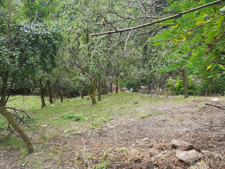 Teren de 1262 mp, în Bâsca Chiojdului