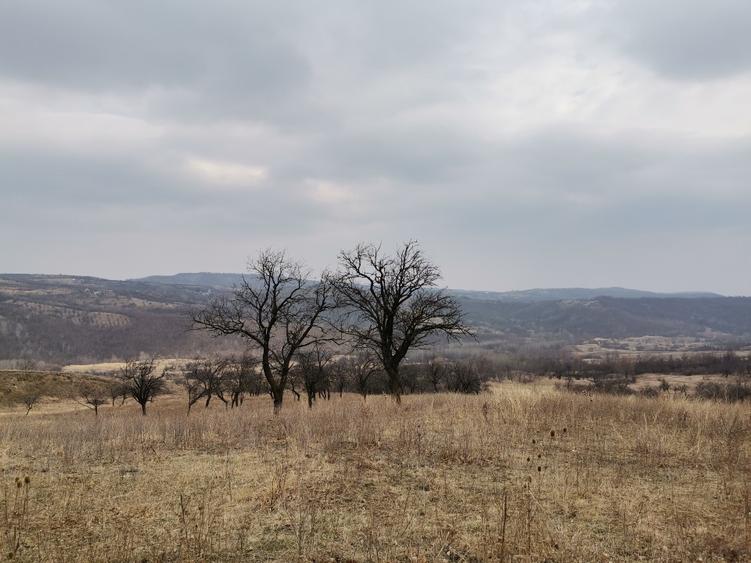 Vănd Teren Extravilan Dănulești, Jud. Buzău 9700 mp - 4