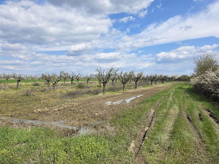 Casa teren livada pruni 20000 mp - 7