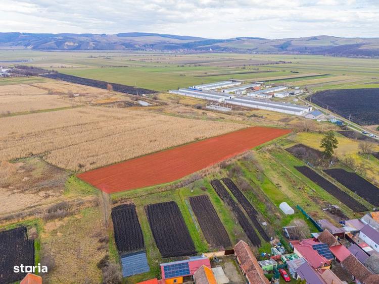 Teren extravilan Bod, 10.000 mp, acces DE 290, zona spre Harman - 11