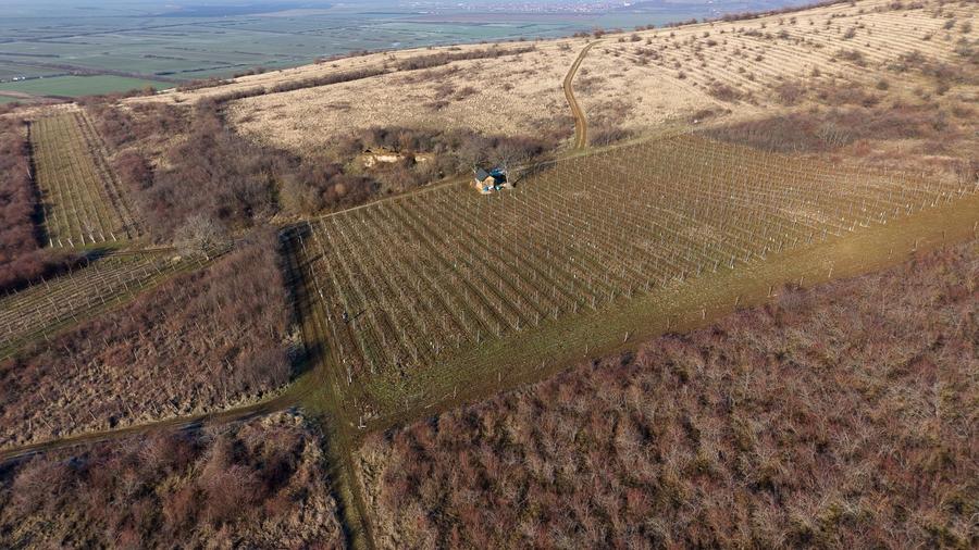 Vita-de-vie Premium  teren de 6800 mp în Covăsinț - 8