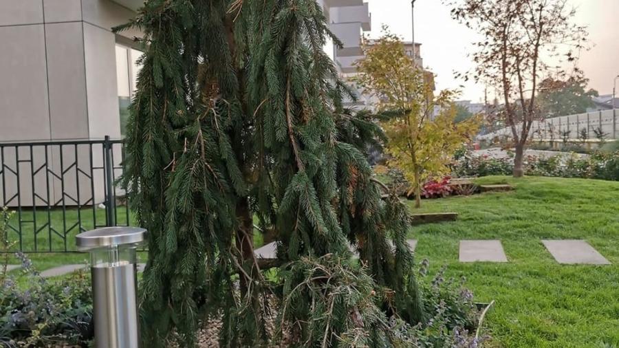 REA1028386 Apartament de 3 camere cu gradina - 10