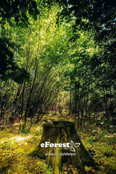 Profita acum de oferta de Pa?te!!! Lot lini?tit langa padure, Crevedia, 665mp - 7