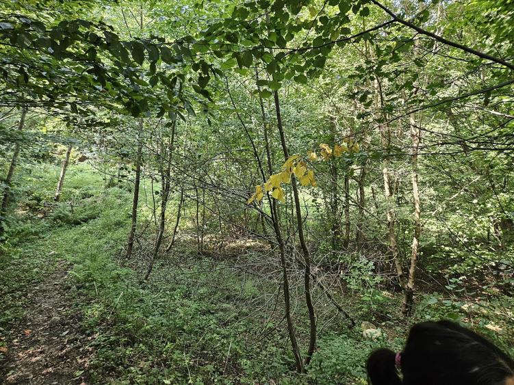 Vand teren Costesti, jud. Hunedoara - 6