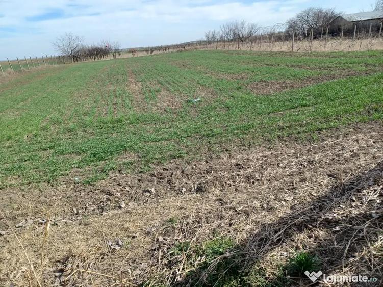 Teren intravilan 5000mp-toate utilitatile-zona mixta (constructii + livada) - 3