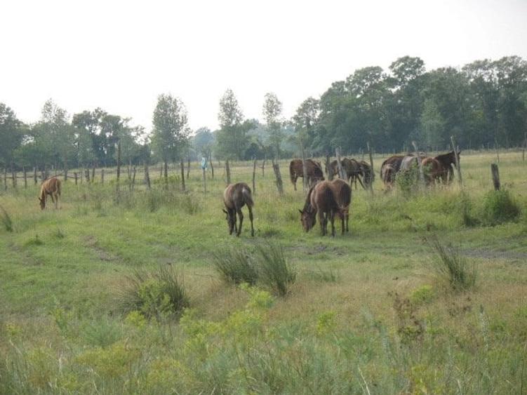 DELTA DUNARII, BIOSFERA, LETEA, Proprietate de VIS!  proprietar, - 11