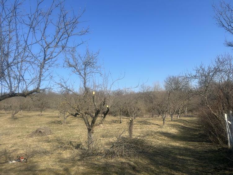 Vand Teren cu livada - 1