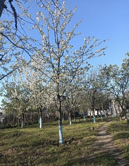 Vila 9 camere***gradina cu pomi fructiferi//1085 mp teren***Dragomiresti-Deal - 2