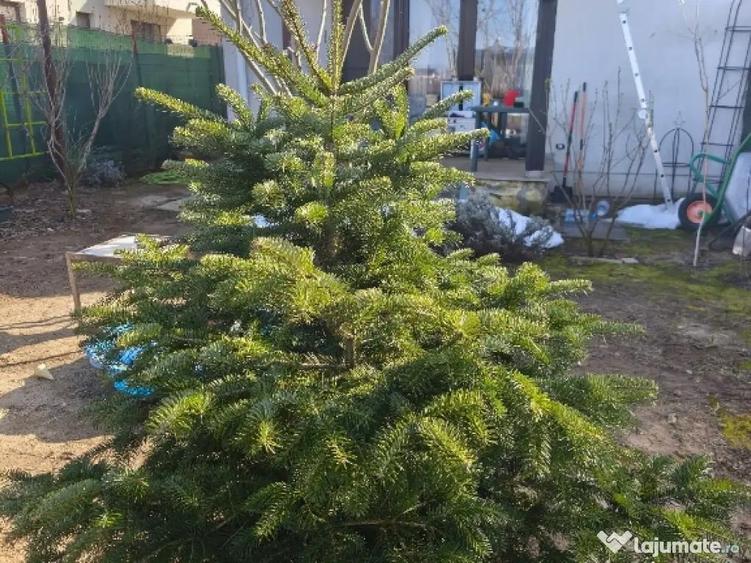 Casa de Vanzare in Corbeanca - 4