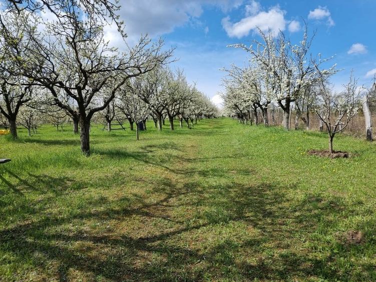 Pamant vanzare | Lac Zigoneni | Valea Lui Enache | Priveliște superba - 6
