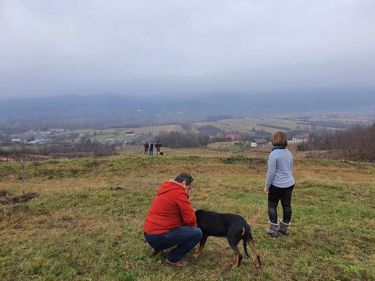Teren de 11300 mp, în Runcu