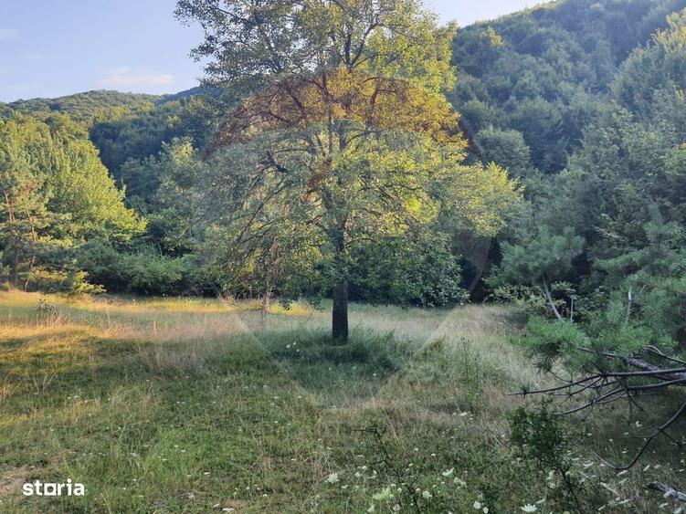 Poiana pentru cabana de vanzare intravilan Coas - 9