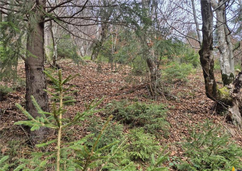 Teren intravilan panoramic 4.600mp,view iconic Piatra Craiul - 1