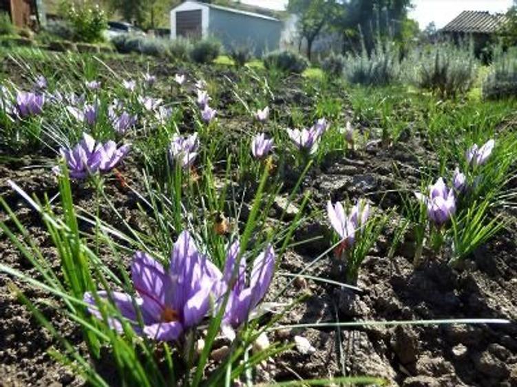 Vand sau schimb casa cu gradina - 4