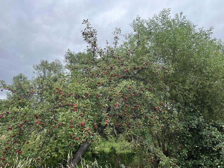 Casa de vanzare! Propietate ideala! - 1