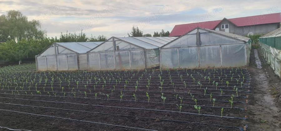 Casa + curte Chirnogi, jud.Calarasi - 5