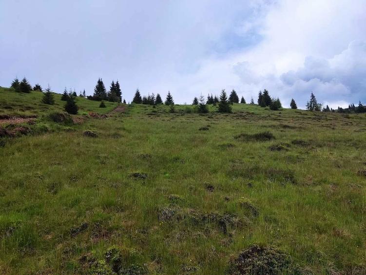 Teren extravilan Poiana Horea - 6