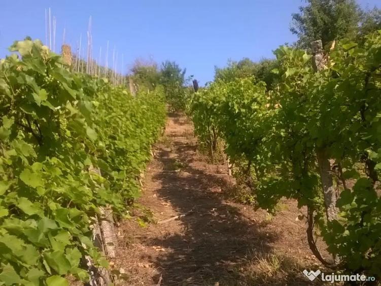 Teren cu vita de vie comuna Cristian judetul Sibiu 500mp - 7