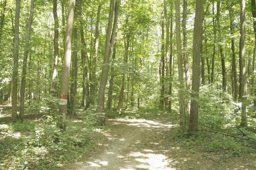 Pipera - padurea Baneasa, 352400 mp. teren pentru investitie extraordinara - 4