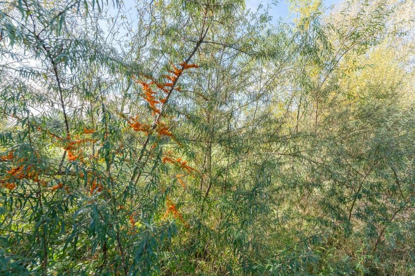 Proprietate rara in Covasna - liniste, spatiu si potential de investitie - 39