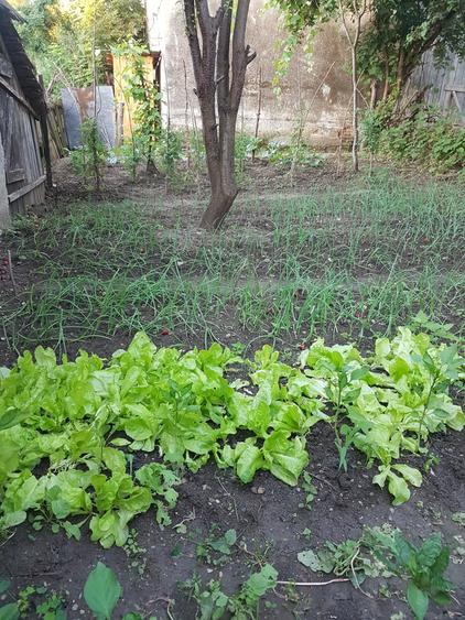 Casa singur in curte in Apoldu de Jos , la 35 km de Sibiu! - 10