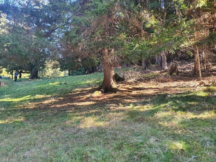 Teren Construcții intravilan de 2000 mp, în Poiana Brașov - 9