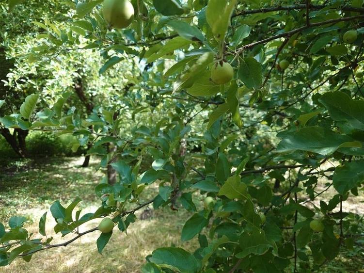 Casa, anexe si teren amplasate central in municipiul Brad - 15