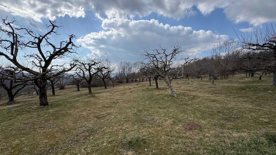 Teren intravilan + extravilan 9844 mp, Malu cu Flori, jud Dambovita - 8