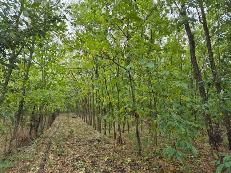 Casa cu teren 3.682 mp, sat Radu Voda (com. Lupsanu, jud. Calara?i) - 7