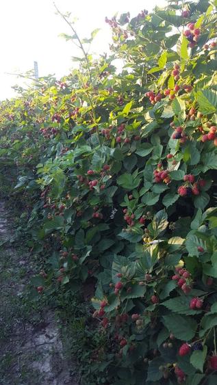URGENT ..Teren agricol Ferma de mure , zmeura si pomi fructiferi - 1