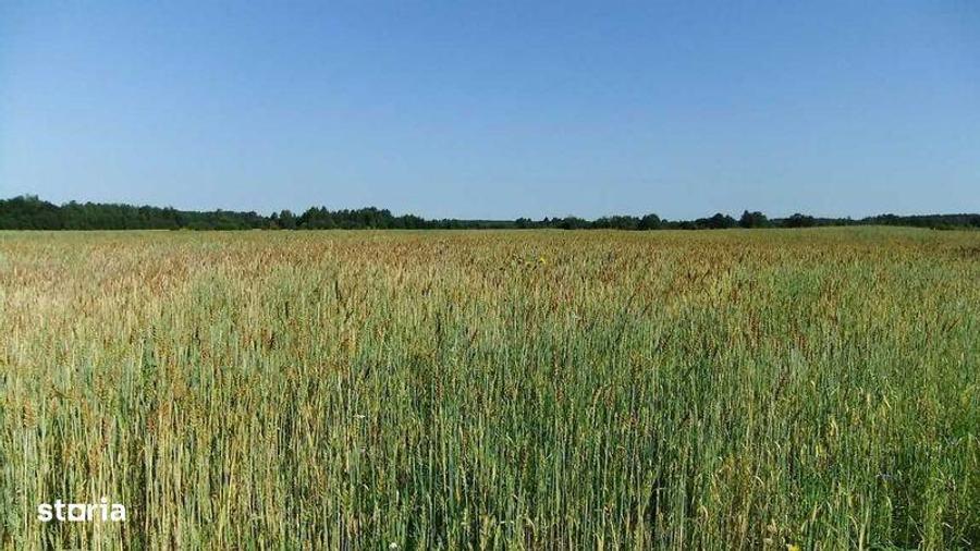 Vand teren agricol Sarulesti - Calarasi - 1