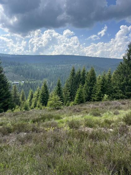 Teren intravilan 5318 mp Poiana Horea-Belis - 1