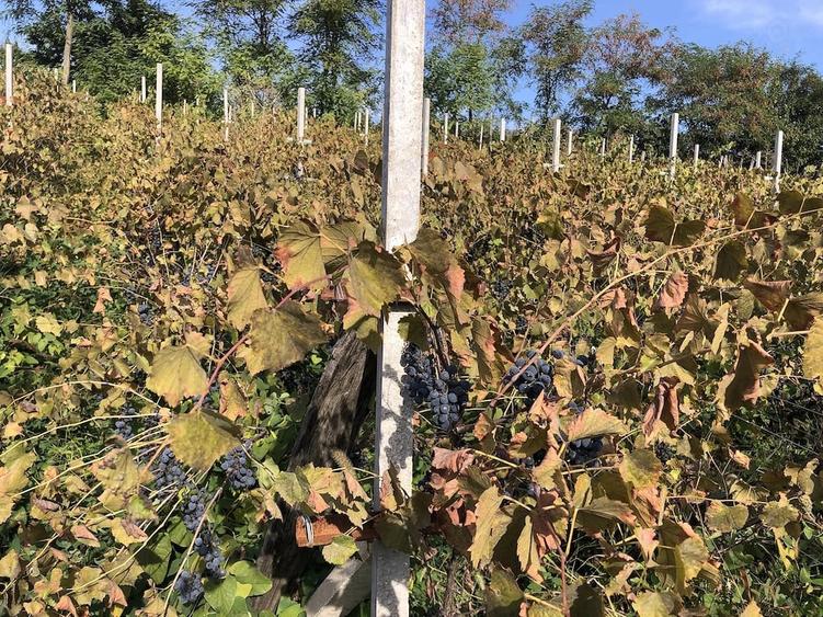 Casă cu Teren 900 Mp în Central