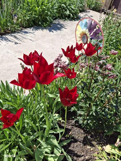 Casa de vanzare 3 camere, teren generos, comuna Traian - 9