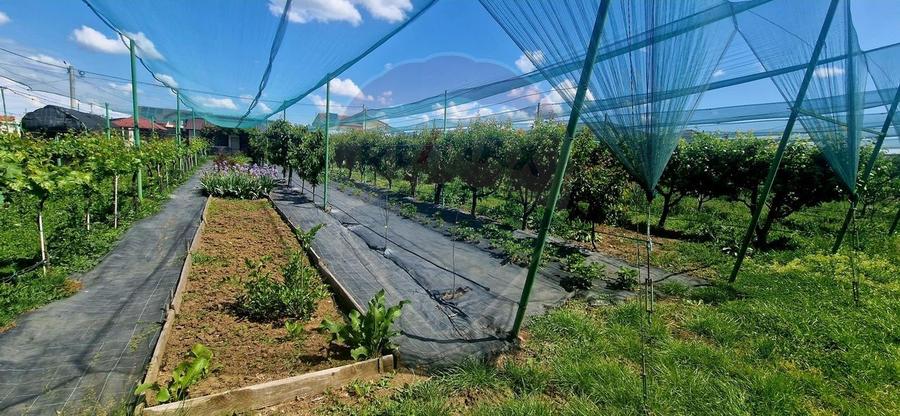 TEREN Investitie livada cu 116 pomi fructiferi in Comuna Livada - 4