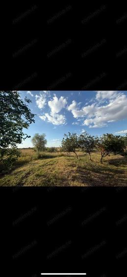 De vanzare casa in Cruceni- 728 - 6