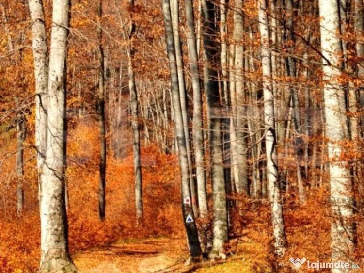 Padure Gorun, 284 Ha, zona Mehedinti - 1